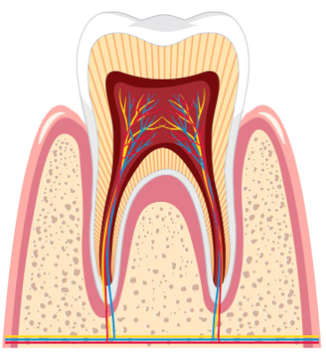 Best Root Canal Treatment in Faridabad